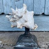 Coquillage sur socle en métal