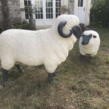 Sheep