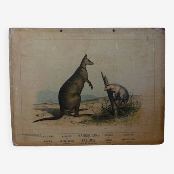 Affiche scolaire vintage cartonnée - Animaux : Kangouroo et Sarigue - Enseignement par les yeux