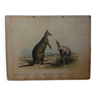 Affiche scolaire vintage cartonnée - Animaux : Kangouroo et Sarigue - Enseignement par les yeux