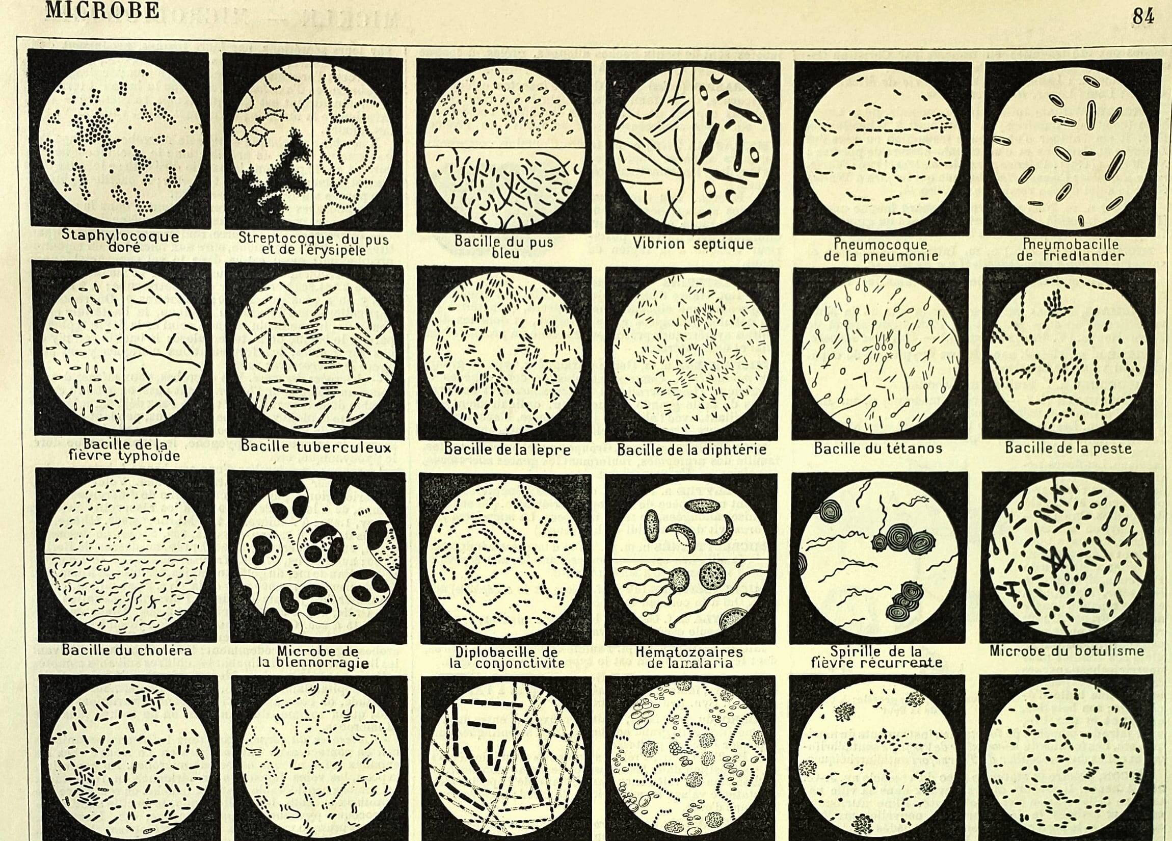 Engraving. Microbe, bacteria, biology • Original vintage poster from 1898
