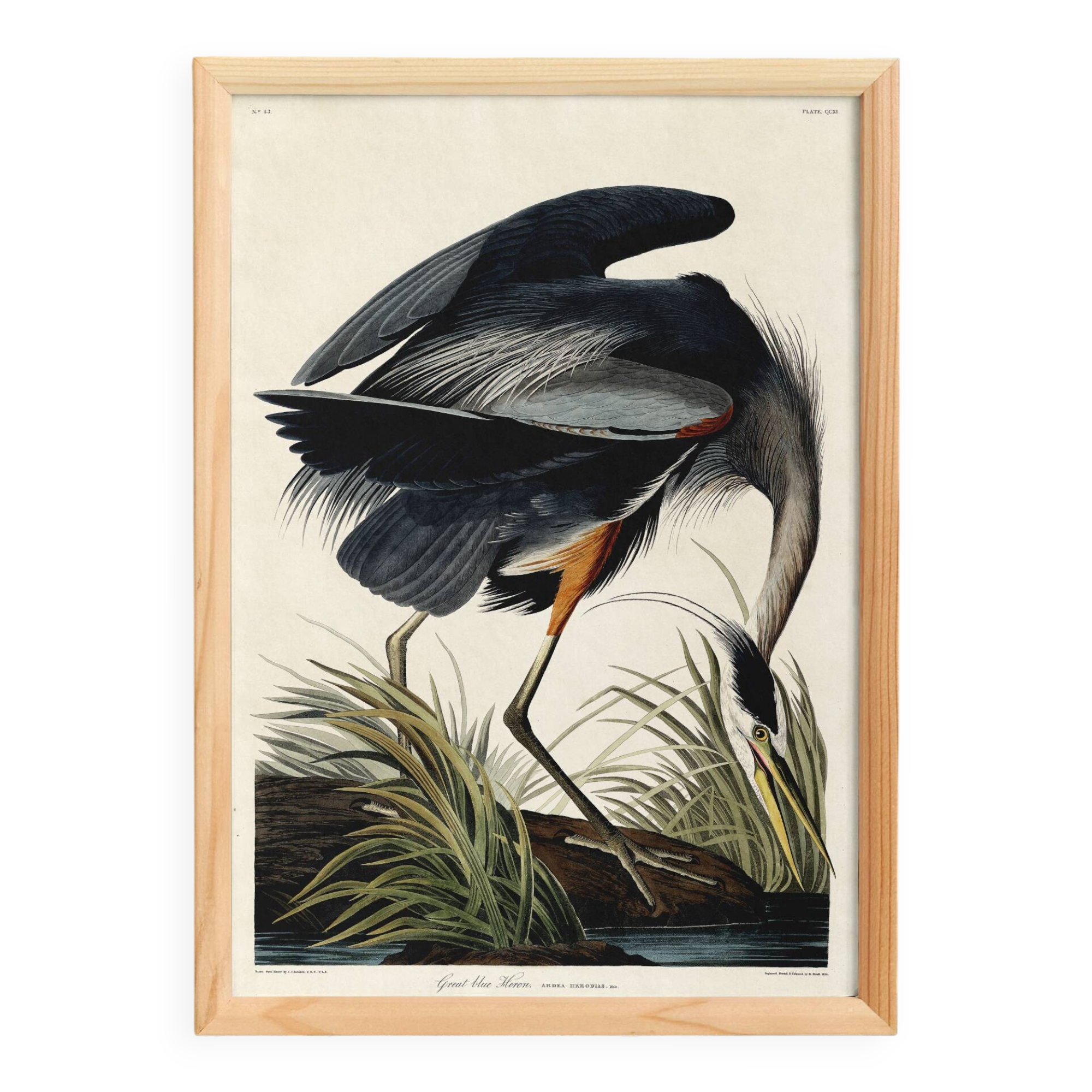 Poster about the Blue Heron, based on an old engraving from 1827.