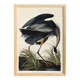 Poster about the Blue Heron, based on an old engraving from 1827.