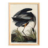 Poster about the Blue Heron, based on an old engraving from 1827.