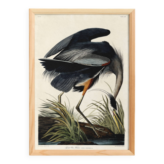 Poster about the Blue Heron, based on an old engraving from 1827.