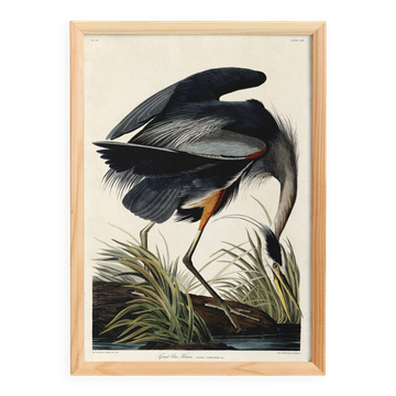 Poster about the Blue Heron, based on an old engraving from 1827.