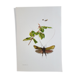 Insect board
