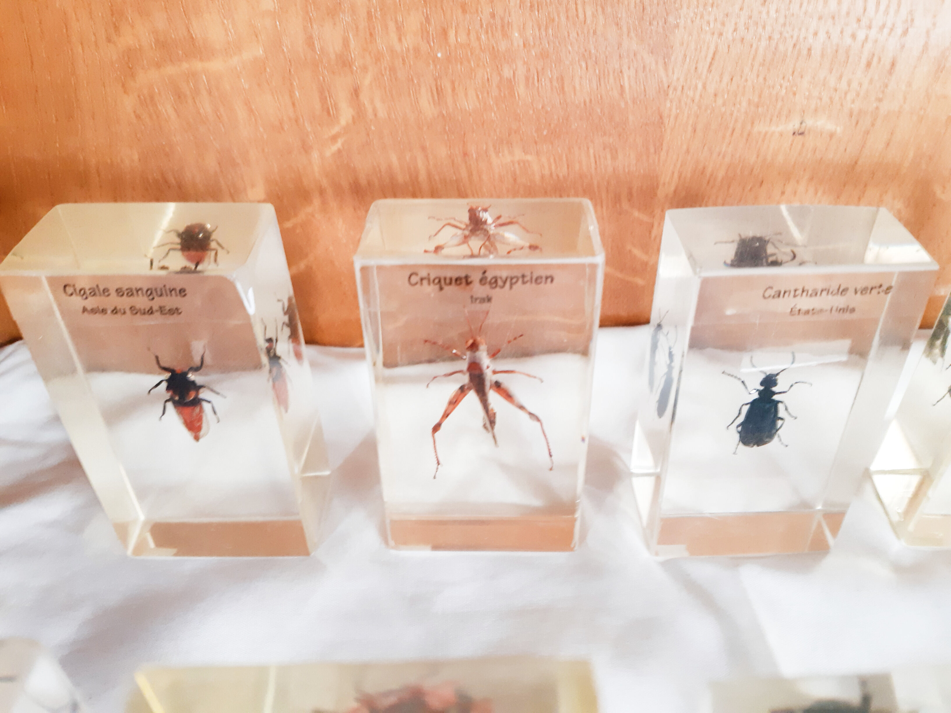 Lot de 10 véritables insectes en inclusion de résine