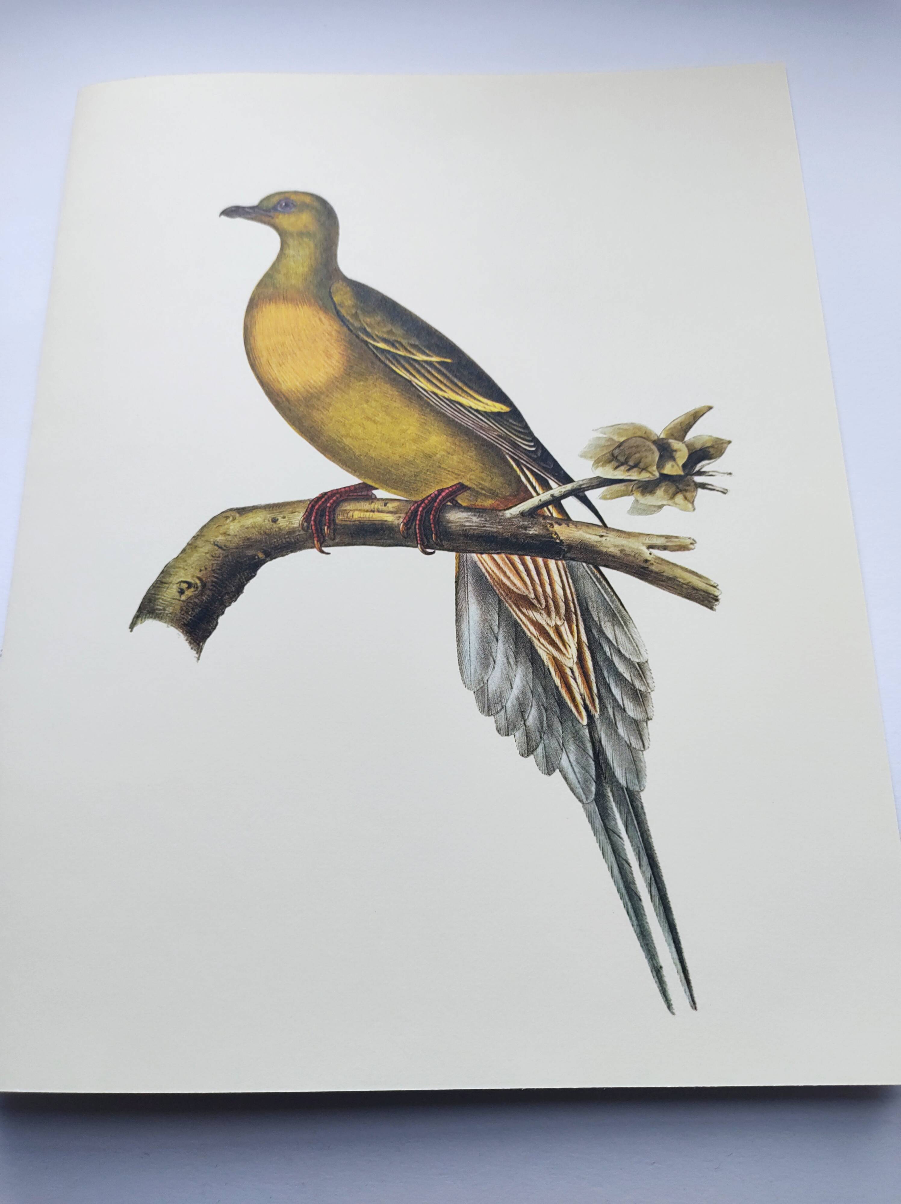 Old illustration - Pointed tail pigeon - Bird plate