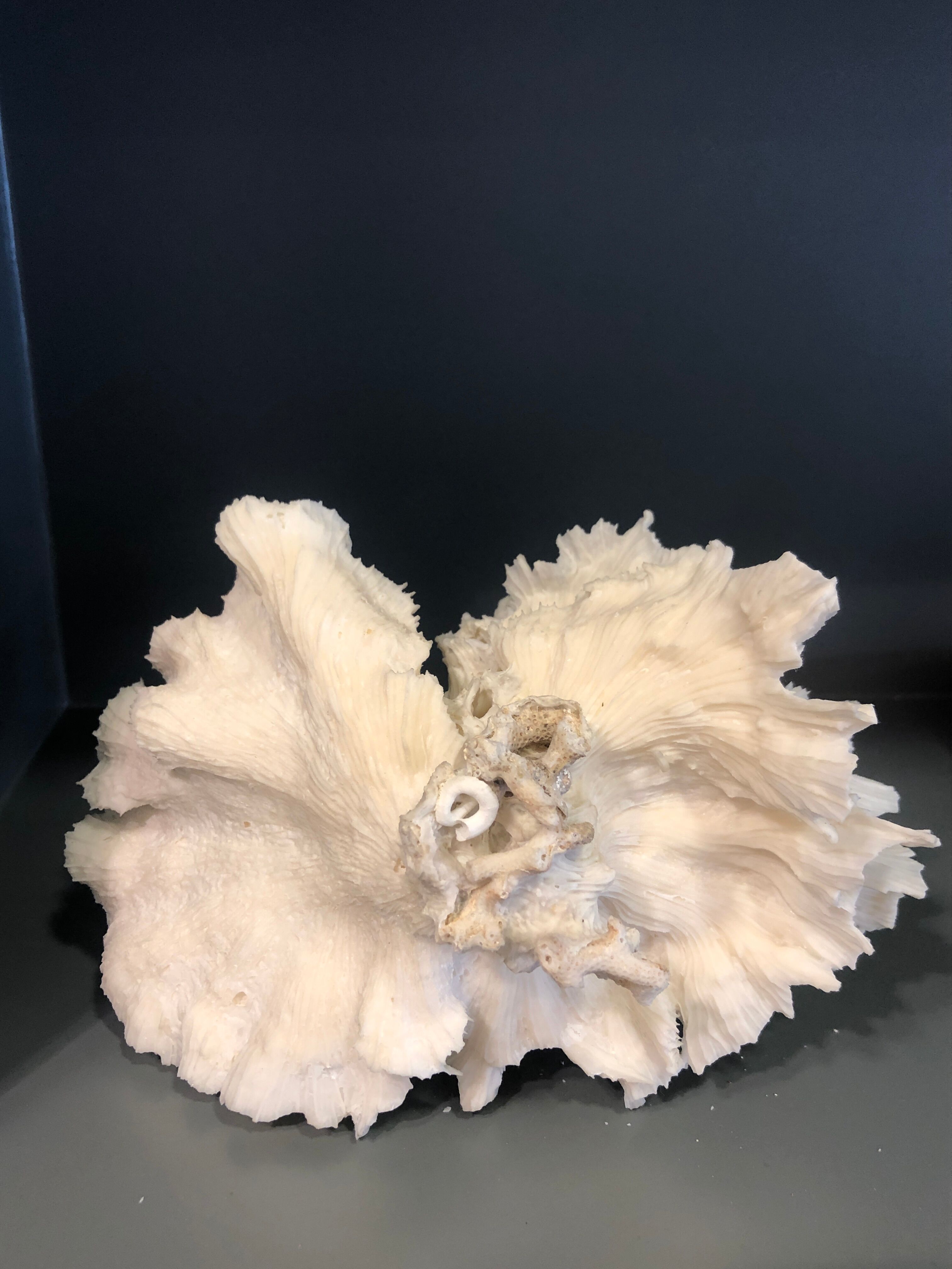 Ancient coral