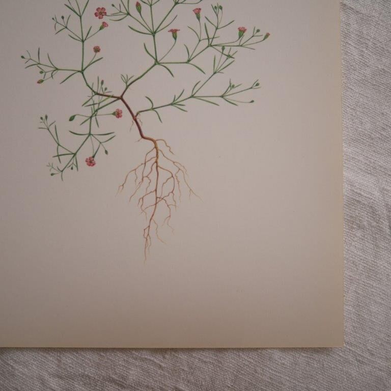 Botanical plate Gypsophila of the walls