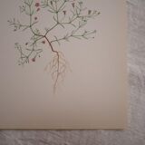 Botanical plate Gypsophila of the walls