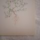 Planche botanique Gypsophile  des murailles