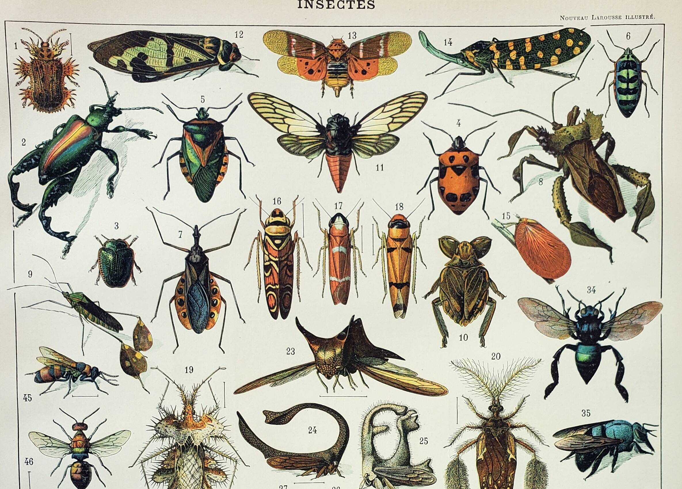 Old engraving 1898, Insects 2, entomology • Lithograph, Original plate