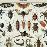Old engraving 1898, Insects 2, entomology • Lithograph, Original plate