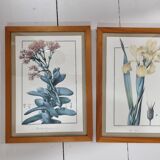 Framed botanical plates