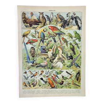 Old engraving 1898, Birds 1: species, raptors • Original and vintage lithograph