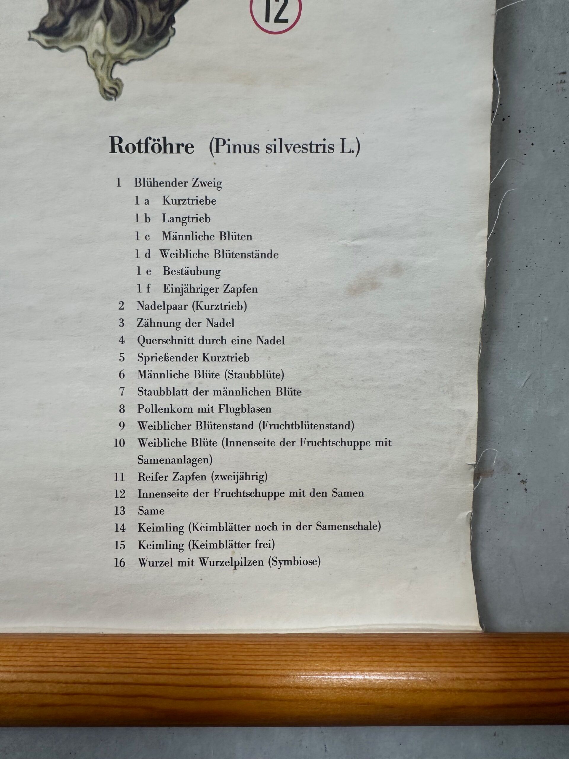 Antique linen school chart + Brendel models