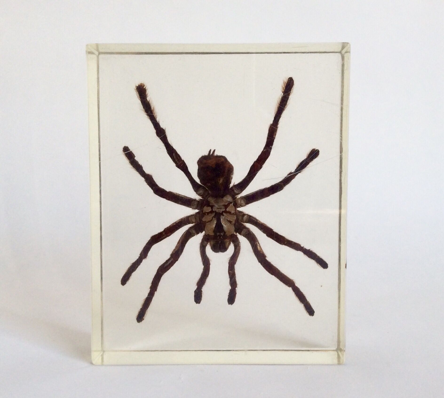 Spider under resin