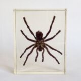 Spider under resin