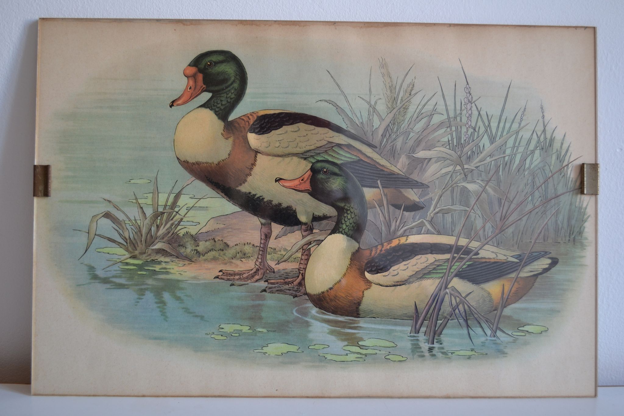 Vintage animal print ducks