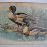 Vintage animal print ducks