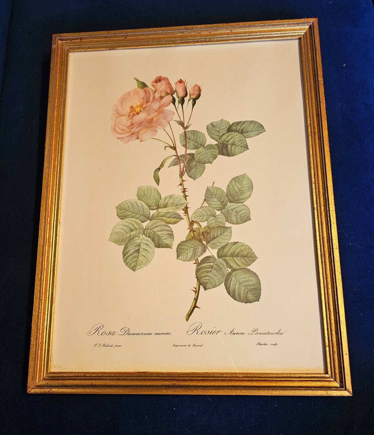 Frame pj Redouté le Rosier Aurore Poniatowska