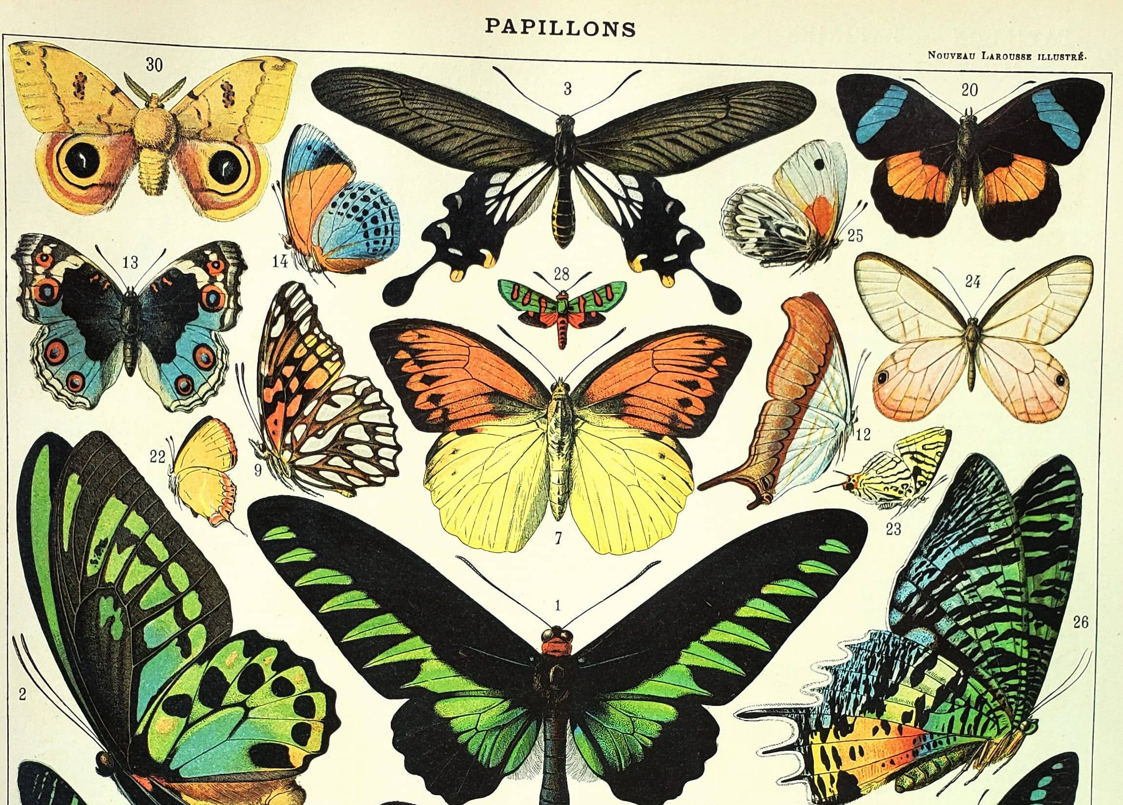 Gravure ancienne 1897 - Papillons exotique de Millot. Illustration vintage