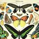 Gravure ancienne 1897 - Papillons exotique de Millot. Illustration vintage