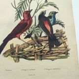 Gravure ancienne de 1838 -Oiseau cardinal- Planche coloriée à la main de zoologie et ornithologie