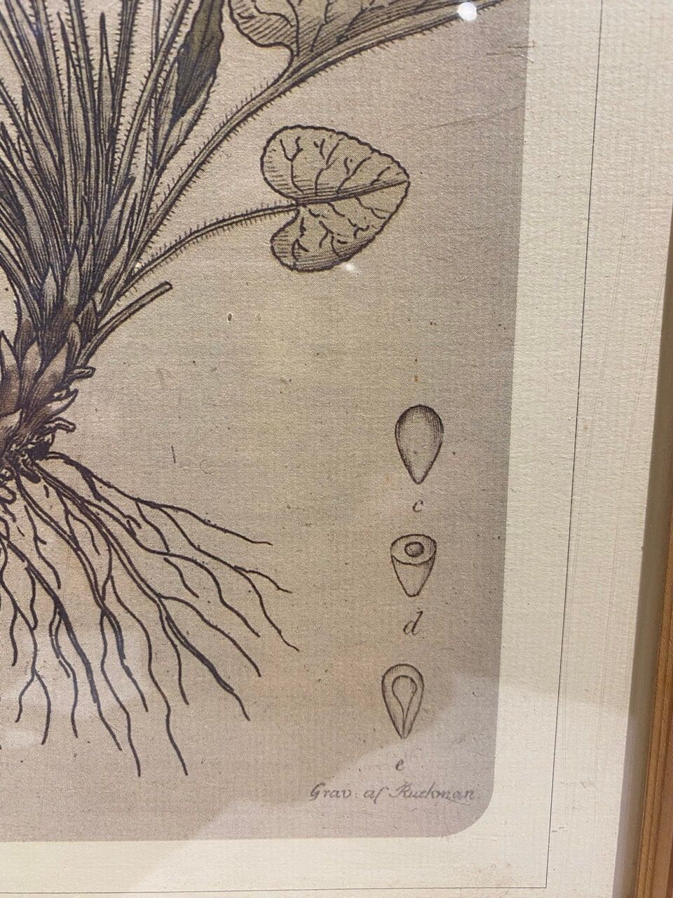 Two framed botanical boards, violets and chrysanthemums