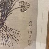 Two framed botanical boards, violets and chrysanthemums