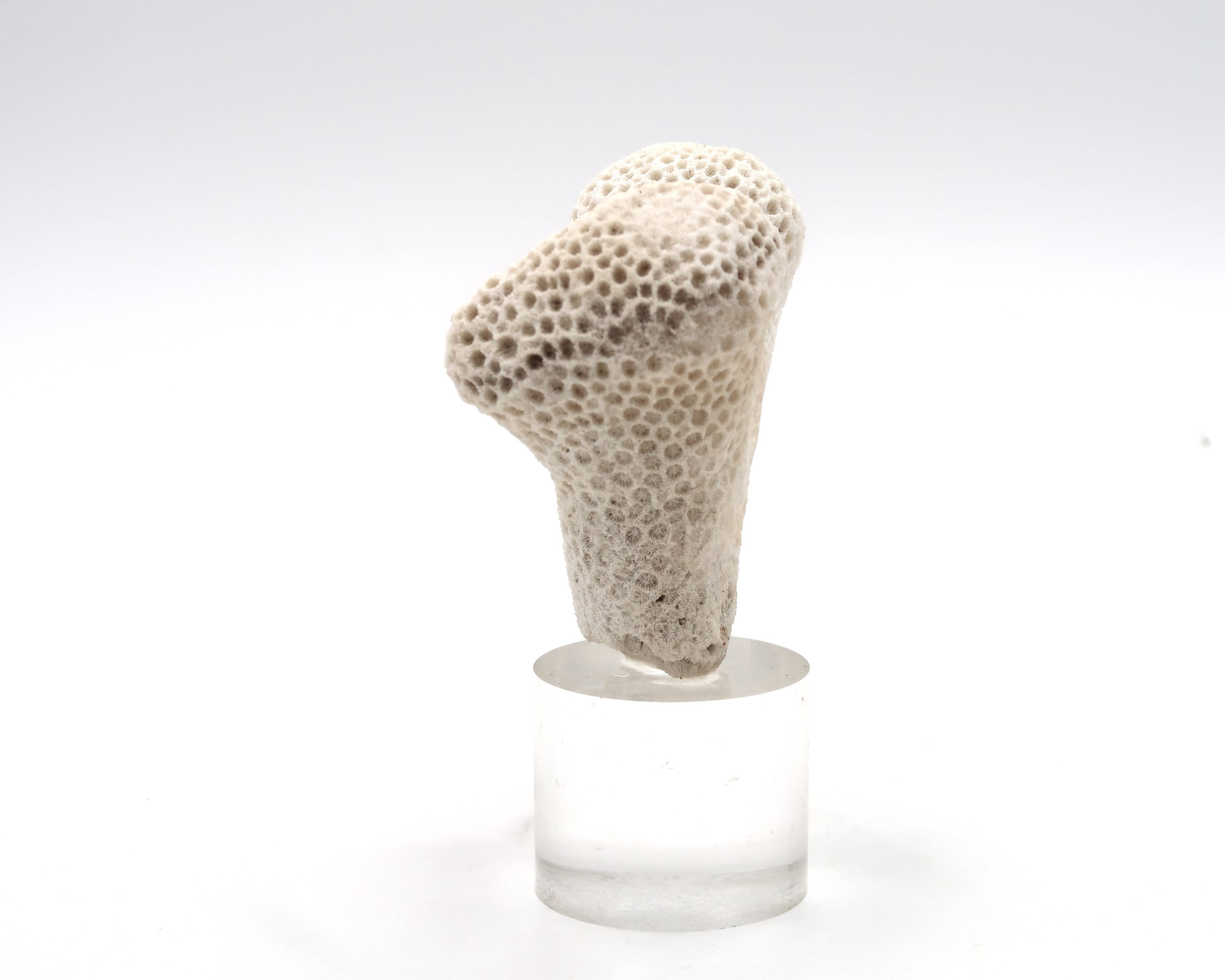 Coral bench on resin base, 1970s