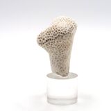 Coral bench on resin base, 1970s
