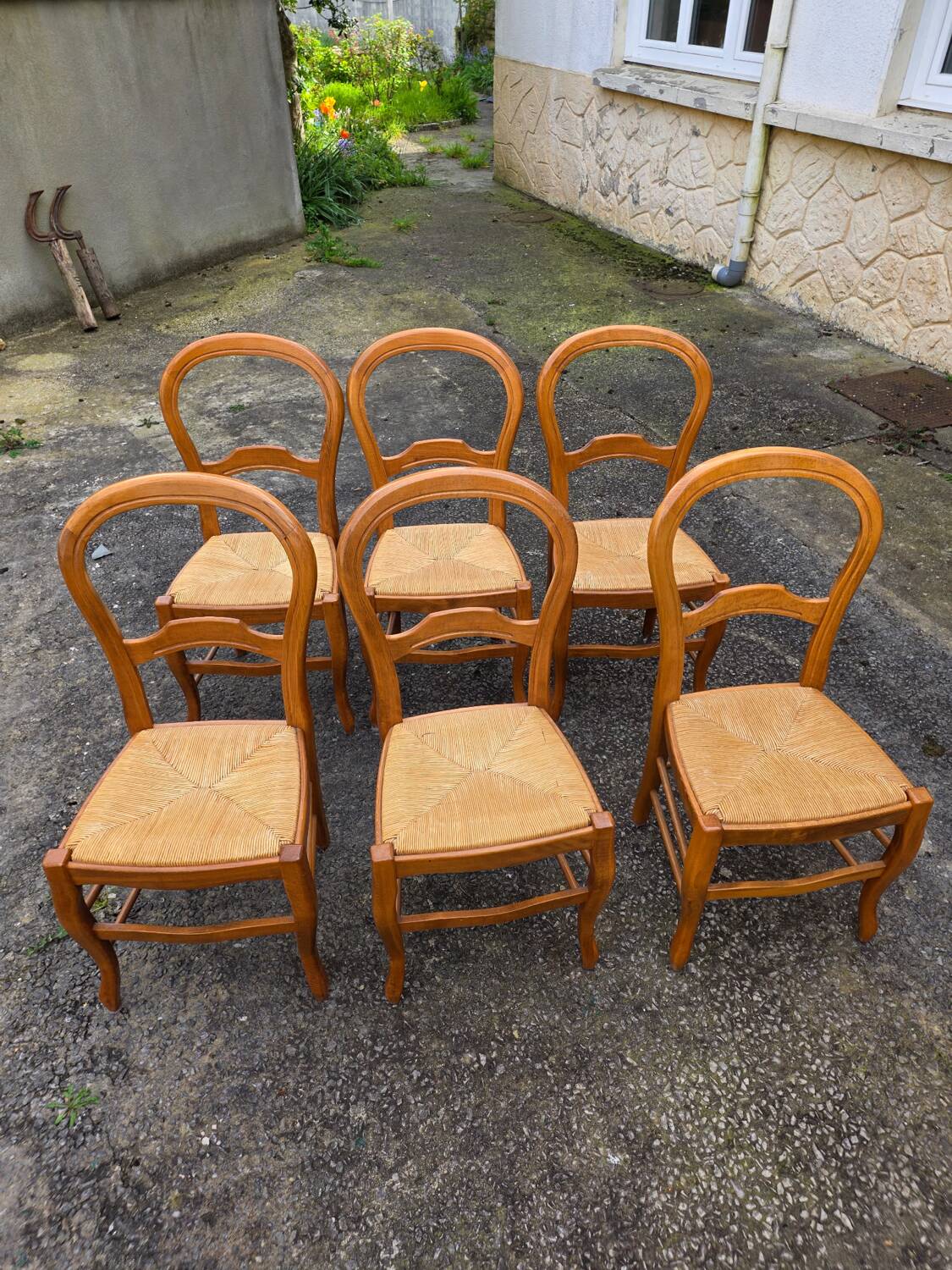 Suite de 6 chaises paillées en merisier - années 60