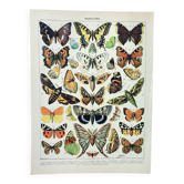 Gravure ancienne 1898, Papillons d'Europe, insectes • Lithographie, illustration originale