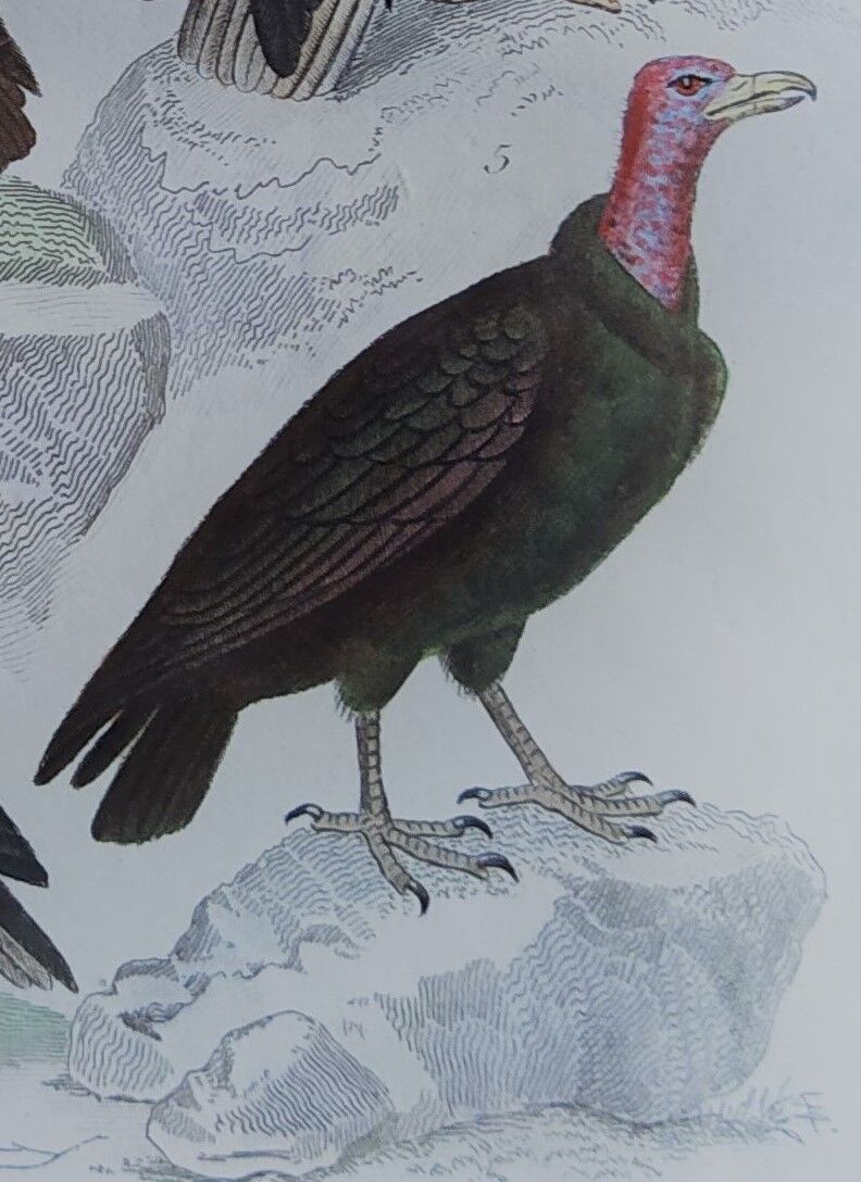 Planche Ornithologique originale " Vautour - Vautour Aigrette - &c.... " Buffon 1836