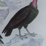 Original Ornithological plate " Vautour - Vautour Aigrette - &c.... " Buffon 1836
