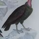 Planche Ornithologique originale " Vautour - Vautour Aigrette - &c.... " Buffon 1836