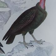 Original ornithological plate "Vulture - Egret Vulture - &c.... " Buffon 1836