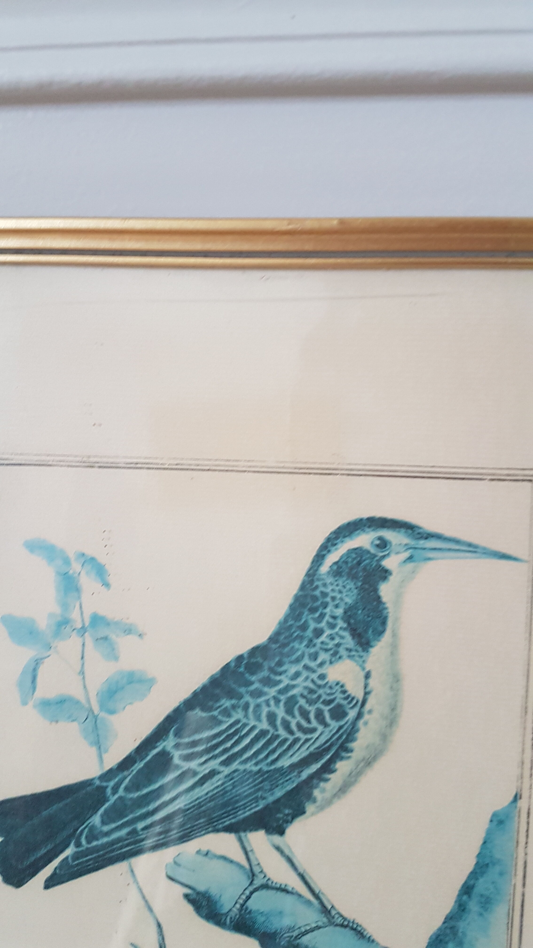 Framed bird engraving