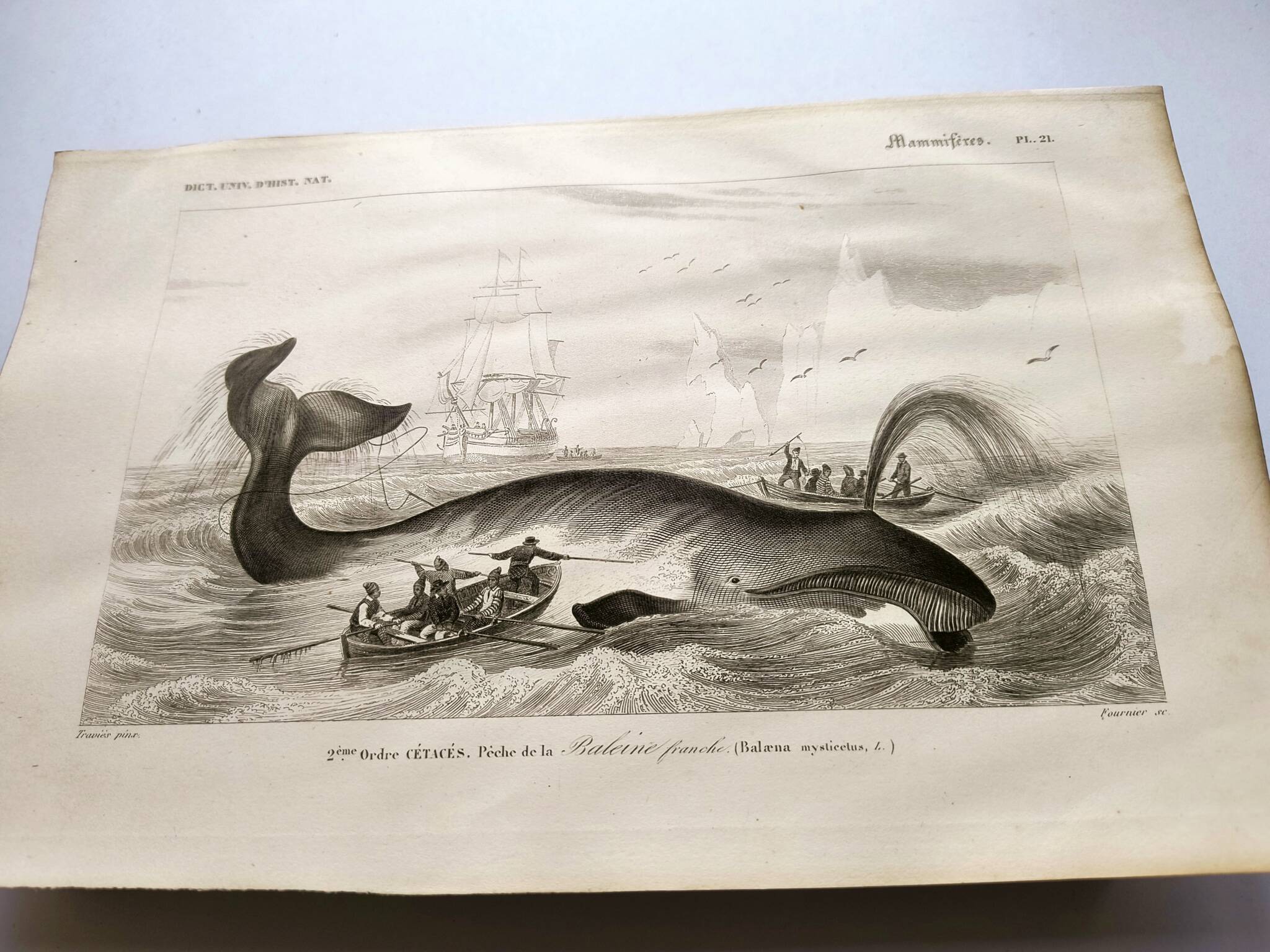 Antique engraving from 1849 - Whale - de Travies, Orbigny - ocean, cetacean