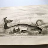 Antique engraving from 1849 - Whale - de Travies, Orbigny - ocean, cetacean