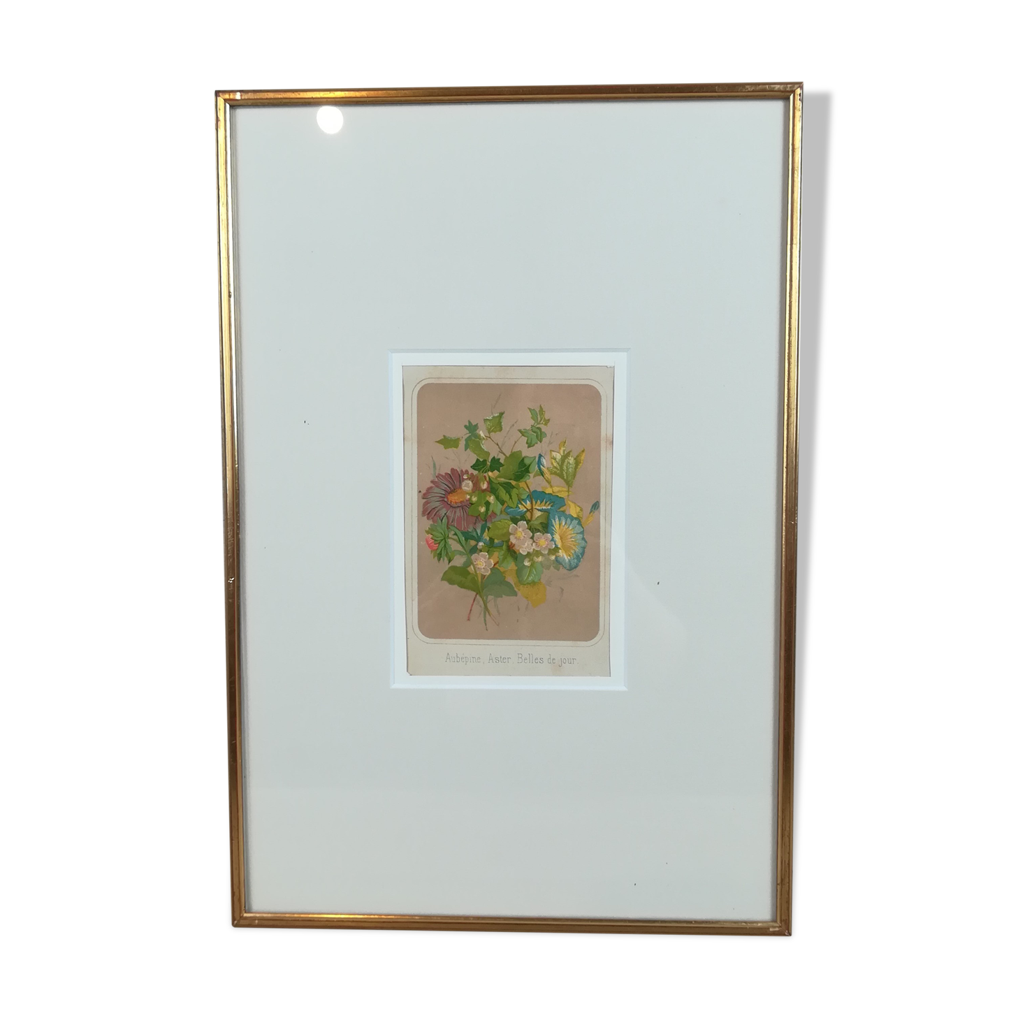 Framed botanical illustration - hawthorn &co