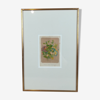 Framed botanical illustration - hawthorn &co