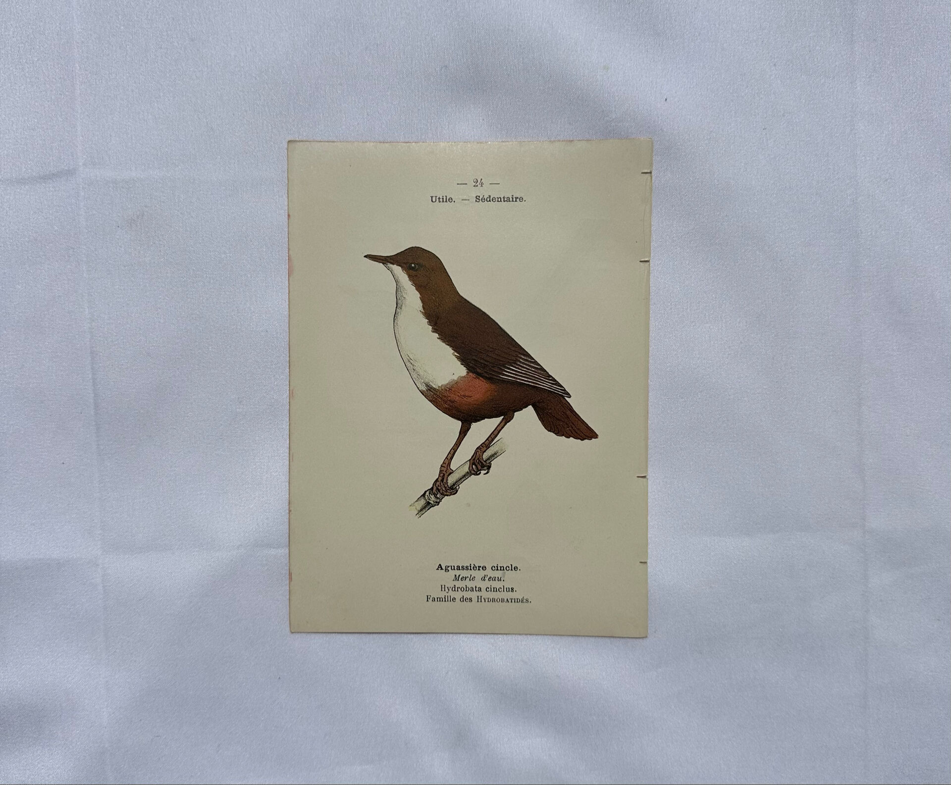 Planche Botanique Gravure oiseaux naturaliste ancienne 19eme
