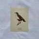 Planche Botanique Gravure oiseaux naturaliste ancienne 19eme