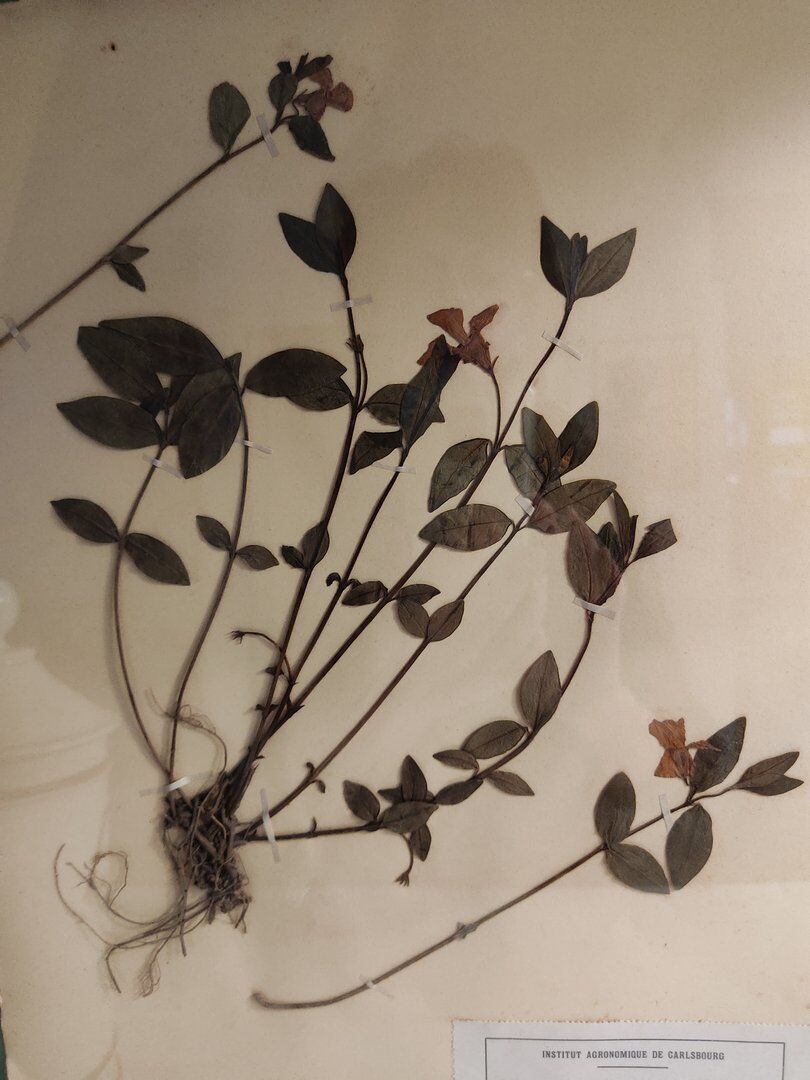 Ancient herbarium