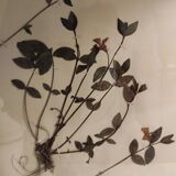 Ancient herbarium