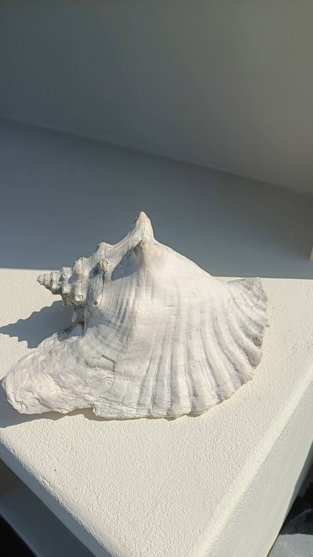 Conque marine blanche légèrement rosée